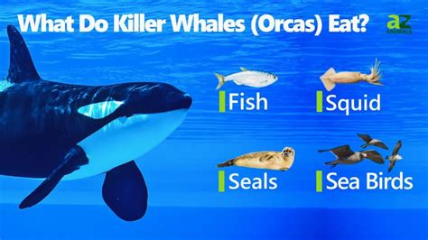 Orca diet. The diet of a killer whale depends on its population and region. They are an apex predator, meaning that they are at the top of the food chain. They are the only known predators of great white sharks. 