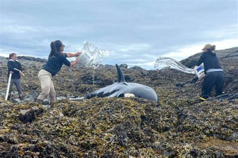 Orca rescued by Good Samaritans on Alaska