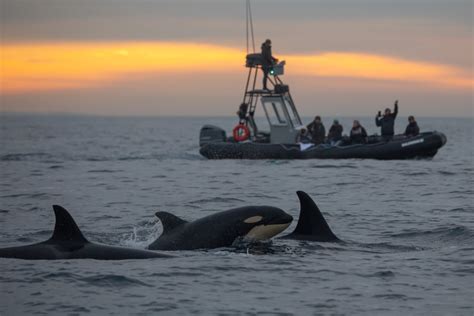 Orca sightings have surged. What experts believe is keeping the whales in SoCal 