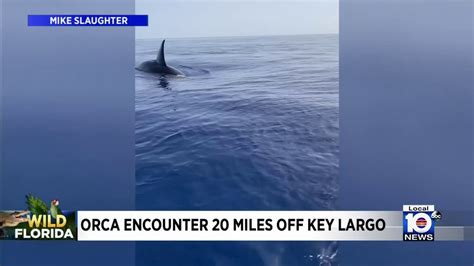 Orca whales florida keys. Aug 24, 2017 ... ... Florida (Graduated 1992). · Updated 5y. Related. Why do killer whales not ... Originally Answered: Are orca whales friendly? You're aware that ... 