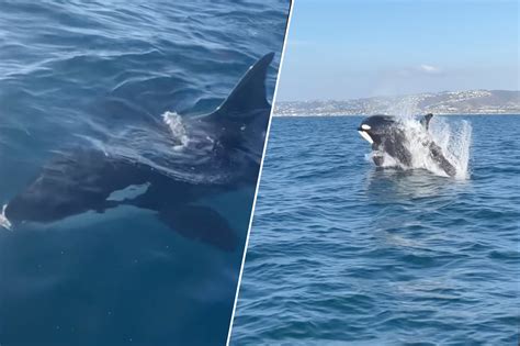 Orcas attack gray whales off Southern California coast (video)