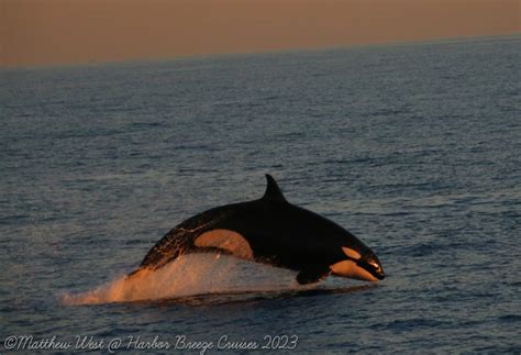 Orcas hunt, tend to calves off SoCal coast