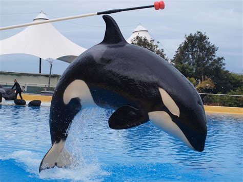 Orcas in captivity. Laura Trethewey. Sometimes known as “the world’s loneliest orca”, Kiska the killer whale spent more than four decades in captivity at MarineLand, a theme park in Niagara Falls, Canada. For ... 