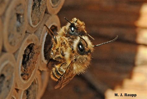 Orchard Mason Bees - Washington State University