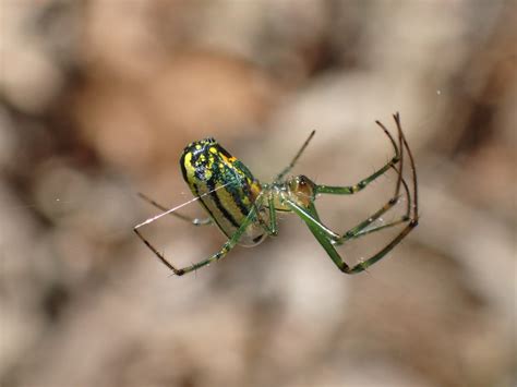 Orchard Orbweaver (Leucauge venusta) U.S. Fish