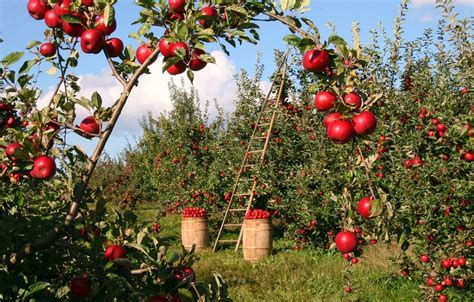 Orchards - United States - IN - Goley