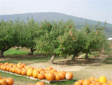 Orchards near Frederick, MD - Catoctin Mountain Orchard