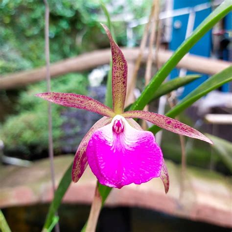 Orchid, Brassocattleya Star Ruby Brassocattleya - Dave