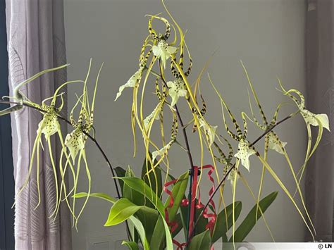 Orchidée araignée, Brassia : planter, cultiver, multiplier