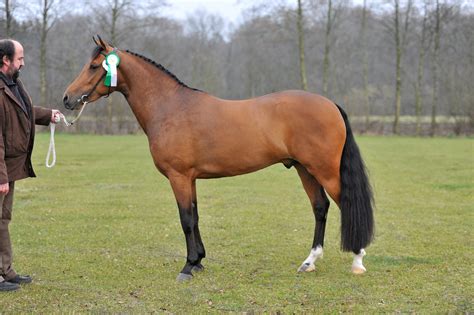 Orchid’s Tygo – Nederlands New Forest Pony Stamboek