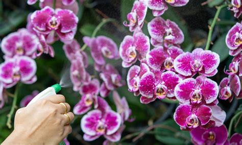 Orchid Care Tips: Watering - Beautiful Orchids