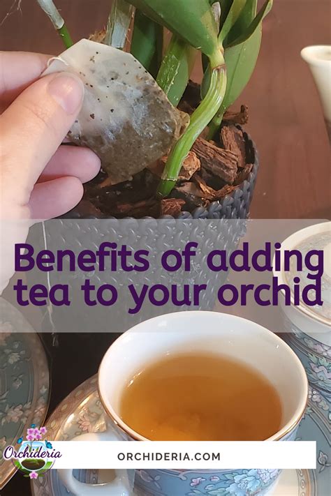 Orchid Fertilizer: 5 Unique Methods – Orchideria