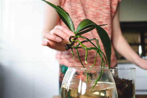 Orchid Flower Care and Maintenance for Beginners Alvar Florist