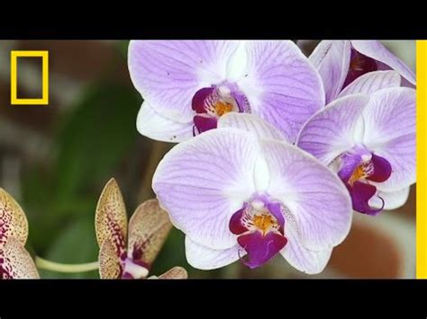 Orchid Hacks - National Geographic