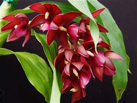 Orchid Hybrid: Cycnodes Wine Delight