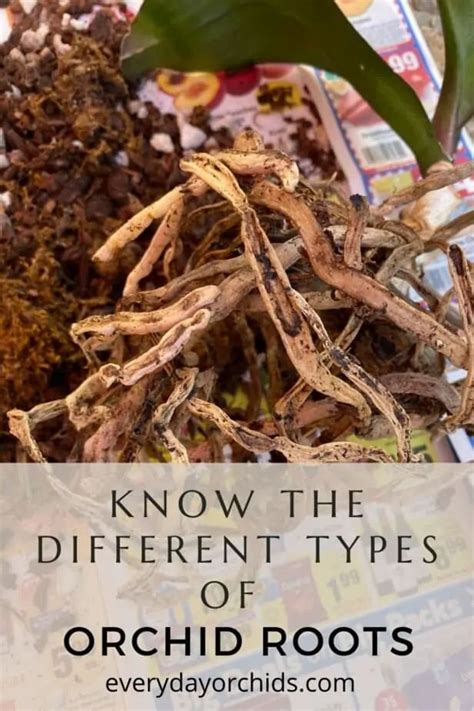 Orchid Root Color Chart