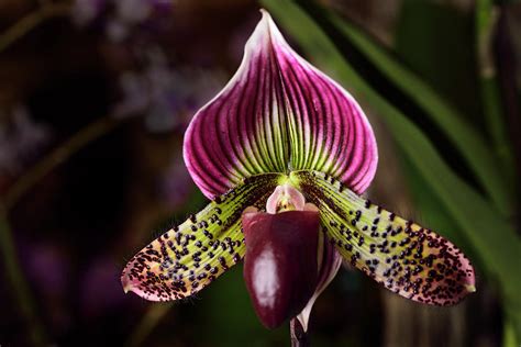 Orchid Venus slipper: description with photo, home care