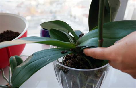 Orchid leaves drooping. Sadly drooping leaves significantly affect the visual appearance of an orchid. However, do not cut off the limp leaves. Only when an orchid leaf is completely absorbed and dead can it be removed. Until then, the remaining nutrients are shifted to the bulbs and roots. Tips . If an orchid sheds its leaves overnight, there is an urgent need for ... 