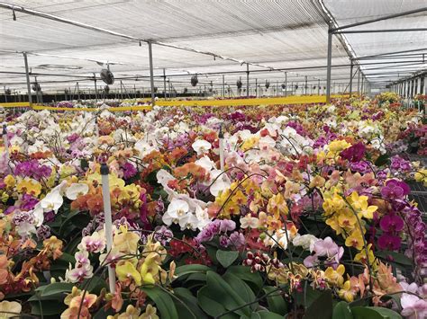 Orchid nurseries. .  ...
