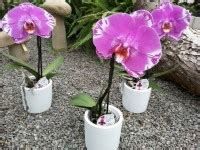 Orchideen Netzer & Café Orchidee - Birkenau - Hornbach 69488 …