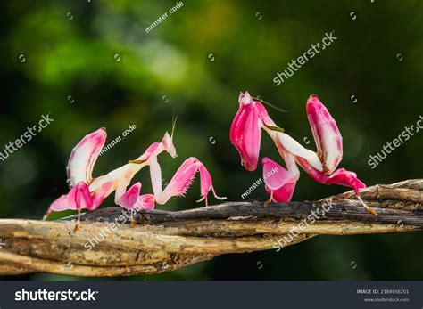 💦 [PPV] Orchidmantis Onlyfans Leaked