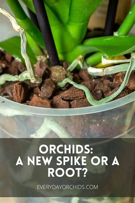 Orchids: New Flower Spike Vs Root - Everyday Orchids