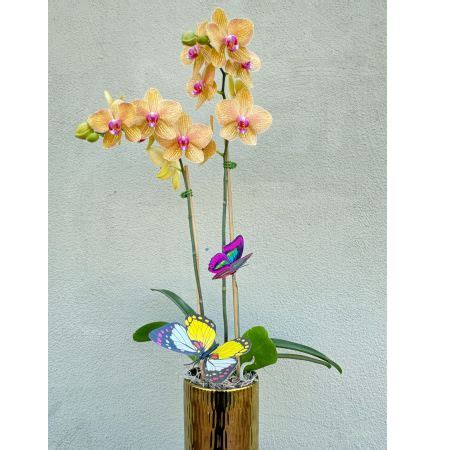 Orchids Delivery San Jose Valley Florist