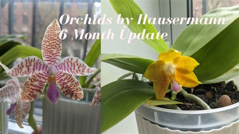 Orchids by Hausermann - YouTube