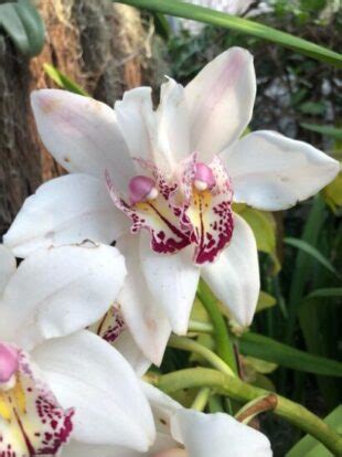 Orchids doing their thing – Chicago Theater and Arts