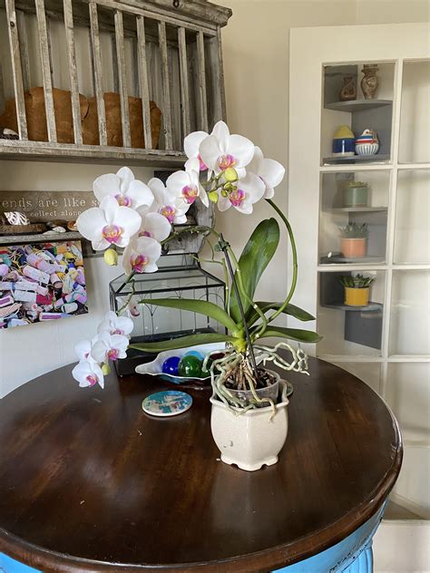 Orchids reddit. Water your orchids regularly, however you dont want to poor water in the pot at the spot. Just take your plant to the tap. Run water into the pot and let the roots moisturise. Then turn it upside down and empty your pot. This will keep the orchid hydrated without risking any rotting from the sitting water. 