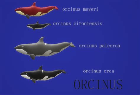 Orcinus meyeri Detailed Pedia