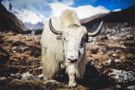 Order Himalayan Yak & Yeti Menu Delivery【Menu & Prices】