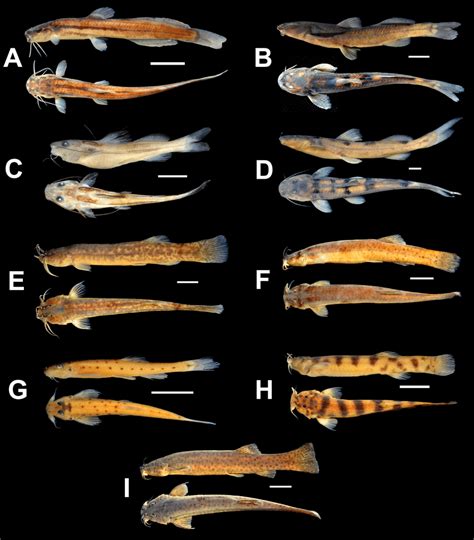 Order SILURIFORMES: Families HEPTAPTERIDAE ... - The …