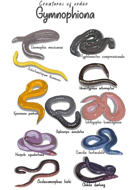 Among vertebrates, amphibians are characterized by a great diversity of reproductive modes, including several forms of parental care. Caecilians, comprising the order Gymnophiona, are one of the most poorly known vertebrate groups due to the their Gondwanan distribution and primarily fossorial habits. Information about their reproductive biology can contribute to overall understanding of .... 
