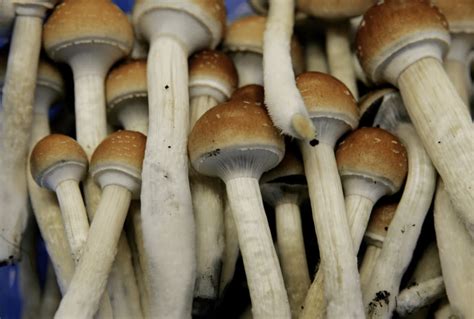 Ordering shrooms. From magic chocolate bars to gummies, the digital shroom market is in full swing—ahead of legalization and decriminalization | DoubleBlind. 