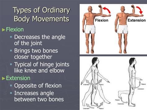 Ordinary Muscle