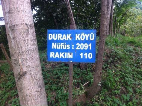 Ordu Ulubey Refahiye Mahallesi terapi halı yıkama