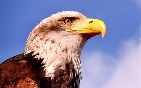 23 жні 2008 г. ... English: White-tailed Eagle. Haliaeetus albicilla. Brno, Czech Republic. Čeština: Hlava orla mořského (Haliaeetus albicilla) na hradě Veveří.. 