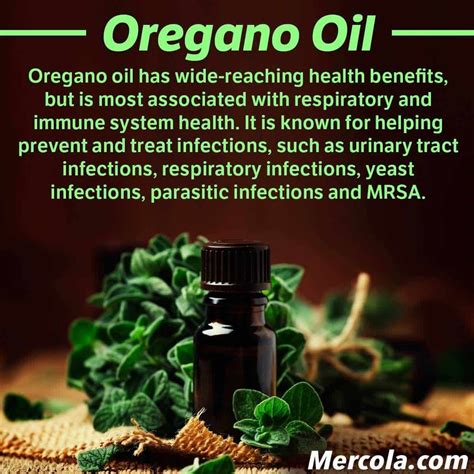 Oregano Oil For UTI : Is It Safe And Effective ? How To Cure