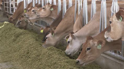 Oregon is home to the largest dairy in the nation, here