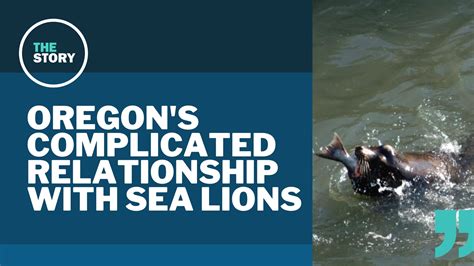 Oregon is still killing sea lions to protect endangered fish kgw.com