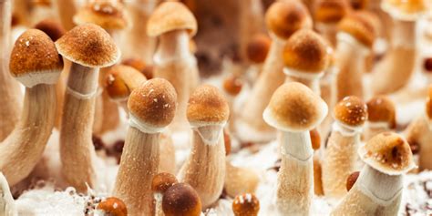 Oregon launches legal psilocybin access amid high demand and hopes for improved mental health care