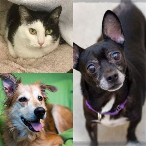 Get the latest news on Oregon pets, animal shelter and adoption. Comment on the news, see pet photos and videos, and join the forums at OregonLive.com.. 