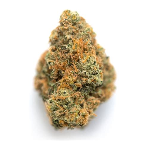 Oreo cookies leafly. Mango Cookies is a hybrid weed strain. Reviewers on Leafly say this strain makes them feel energetic, uplifted, and euphoric. Mango Cookies has 18% THC. The dominant terpene in this strain is pinene. 