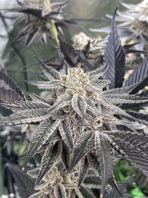 GROWING OREOZ STRAIN. Oreoz feminized is a weed plant that produces 350-450 gr/m2 indoors and 500-550 gr/plant outdoors and is an easy cannabis plant for expert and novice growers. This weed is ready to be harvested after 9 weeks of flowering, delivering long buds that are rich in THC. Buy Oreoz feminized marijuana seeds here!. 