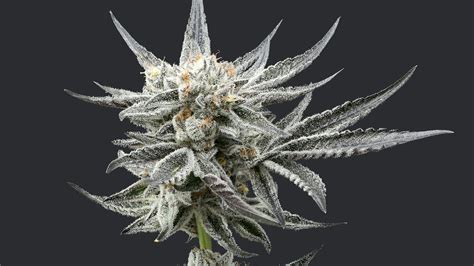 Oreoz strain leafly. Grows best in temperatures between 70 to 80°F (21 to 27°C) and at 50% humidity. Green Crack, also known as "Green Crush" and "Mango Crack," is a potent sativa marijuana strain made by crossing ... 