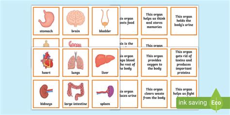 Organ And Function