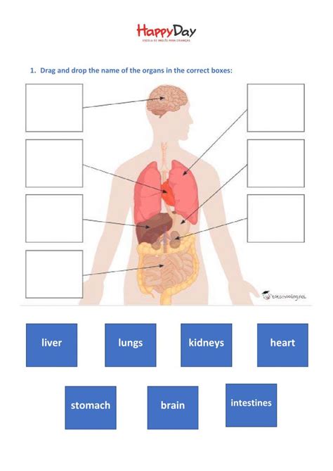 Organ Labelling Activity Full Human Body Chart Download