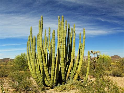 Organ Pipe Cacti - cactusstore.com