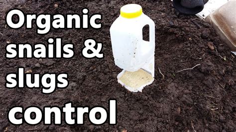 Organic Slug Control - YouTube